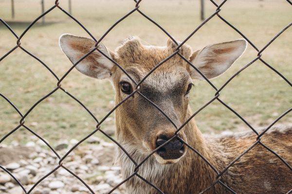 Deer Fence Installation in Summerville