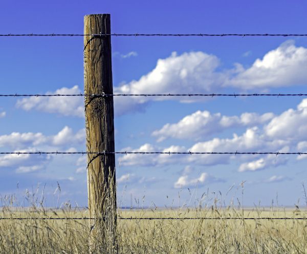 Cattle Fence Installation in Summerville