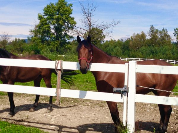 Vinyl Horse Fence Installation in Summerville