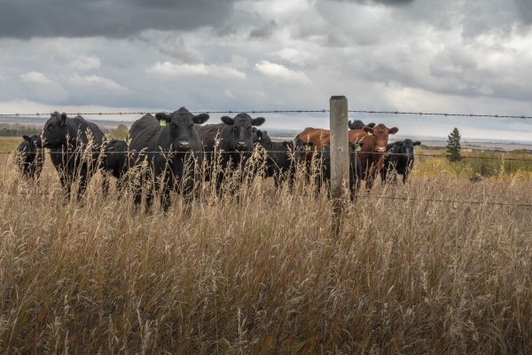 Livestock Fencing Service in Summerville