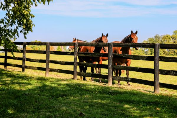 Ranch Fence Construction in Summerville