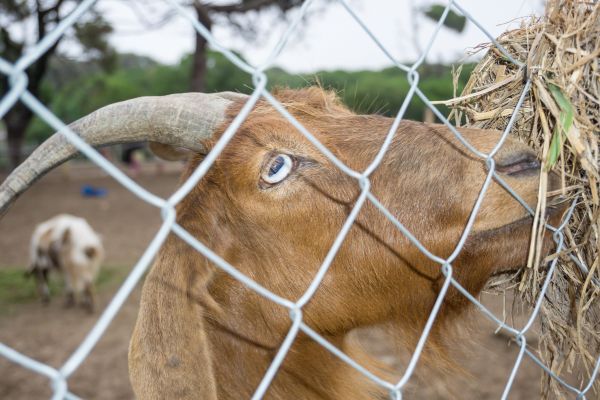 Goat Fence Installation in Summerville