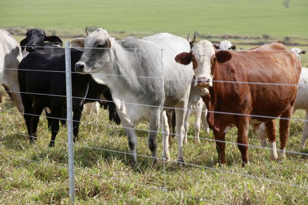 Livestock Fencing Installation in Summerville