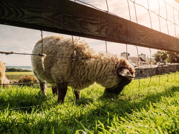Sheep Fence Installation in Summerville