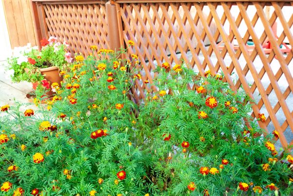 Lattice Fence Installation in Summerville