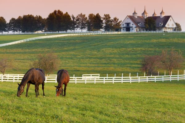 Horse Paddock Installation in Summerville