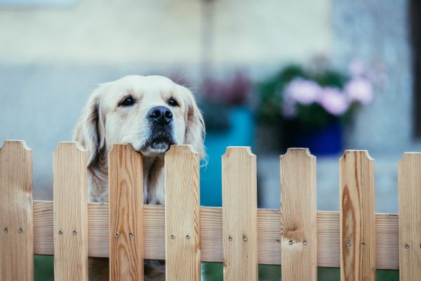 Wooden Dog Fence Installation in Summerville