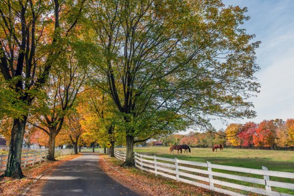 Horse Fence Replacement in Summerville